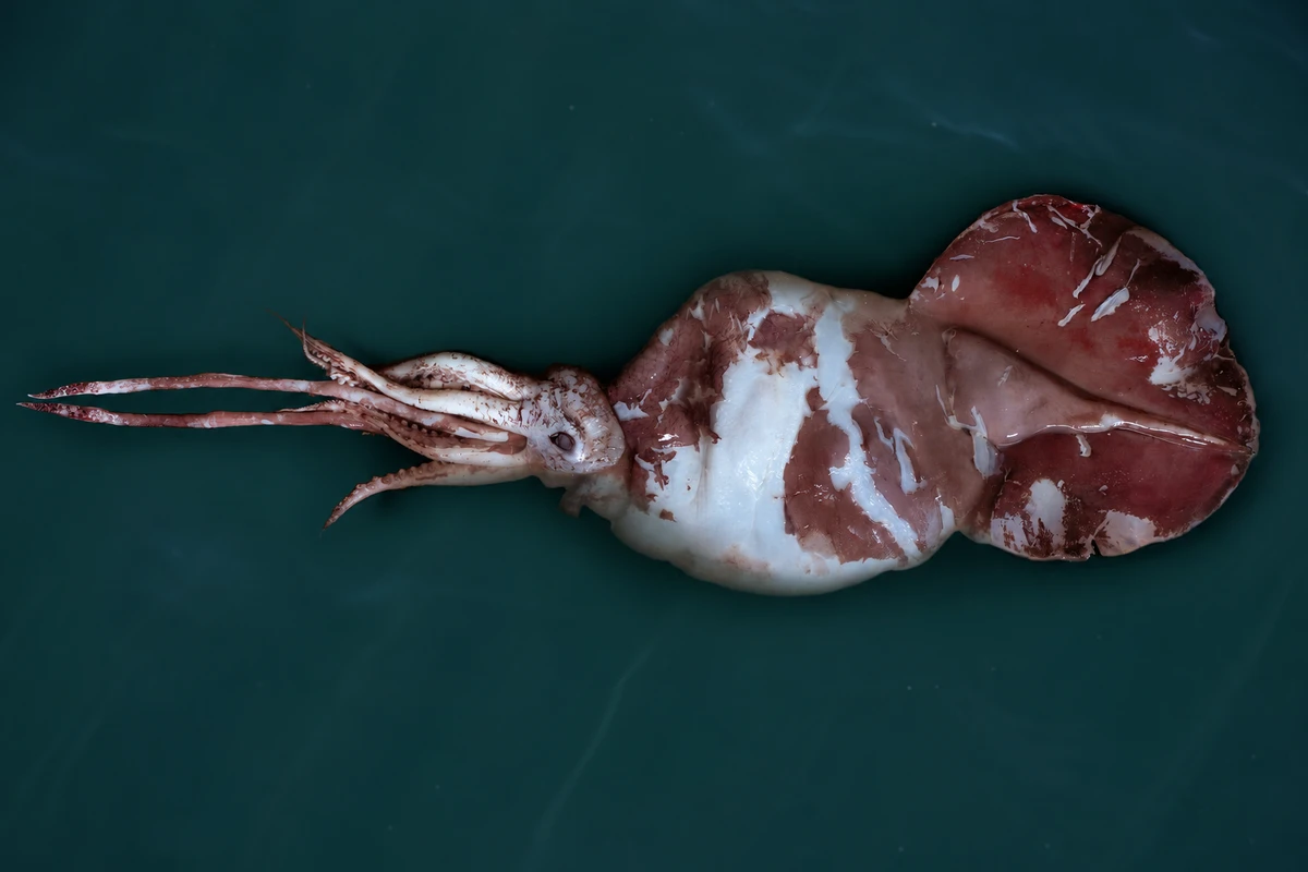 colossal squid, Mesonychoteuthis hamiltoni Robson, 1925，依据具体馆藏参考的AI视觉演绎