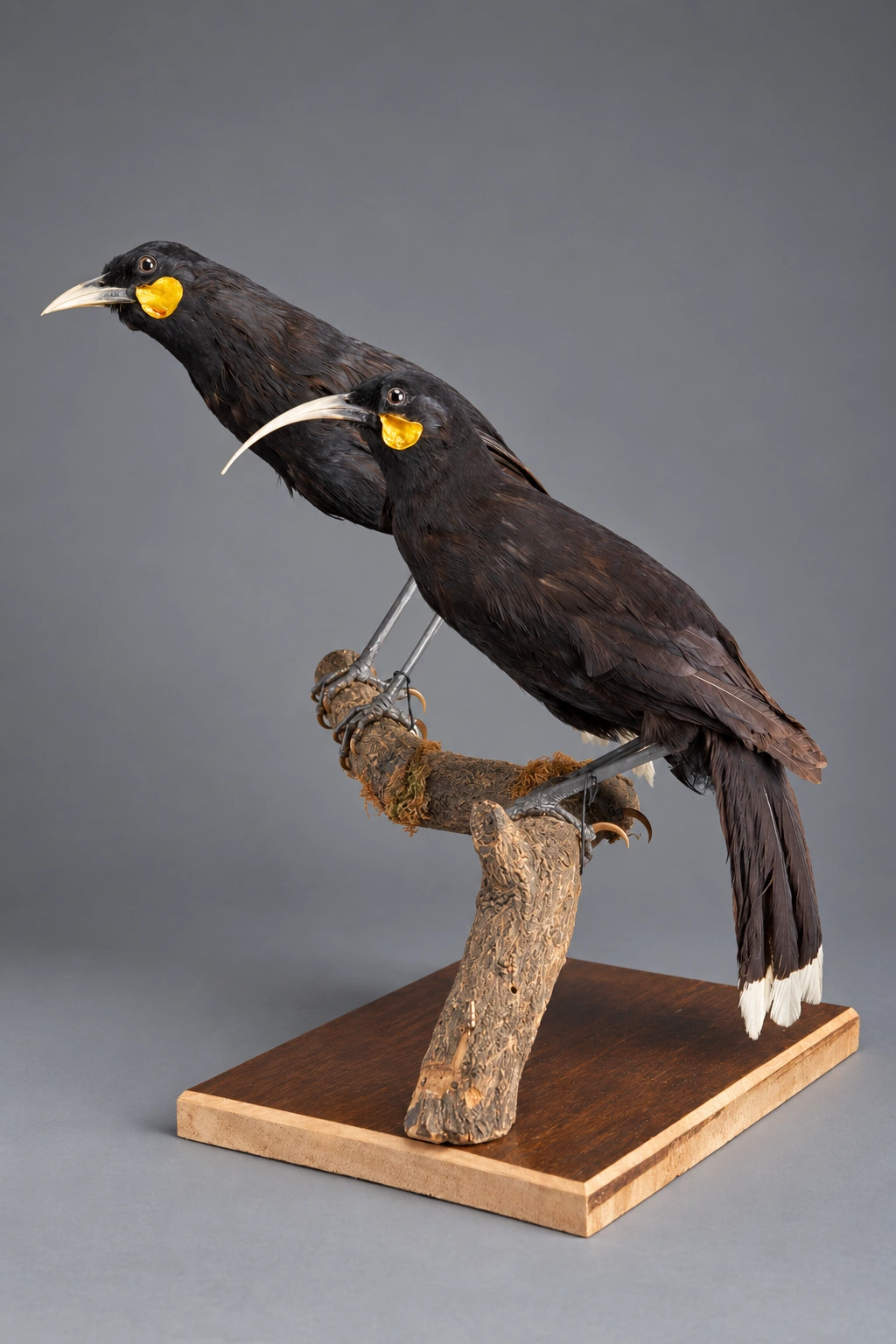 Huia 雌雄装制标本（OR.001327 与 OR.001328 同架），依据具体馆藏参考的AI视觉演绎